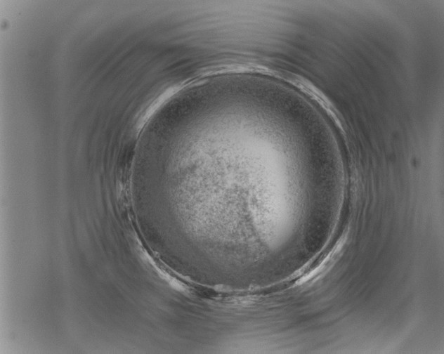 X0000068901385200605122049