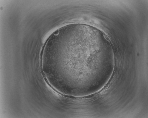 X0000068901527200605122047