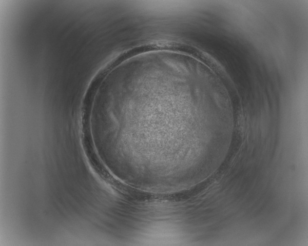 X0000068900730200605192200