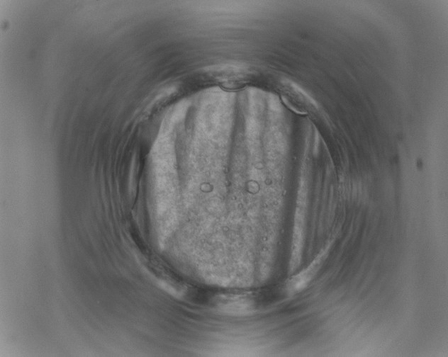 X0000068900170200605261920