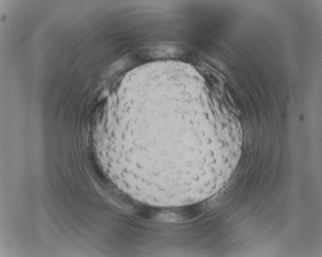 X0000068900171200605261920