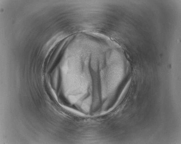 X0000068900290200605261918