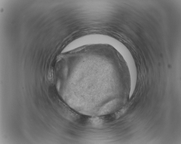 X0000068900425200605261915