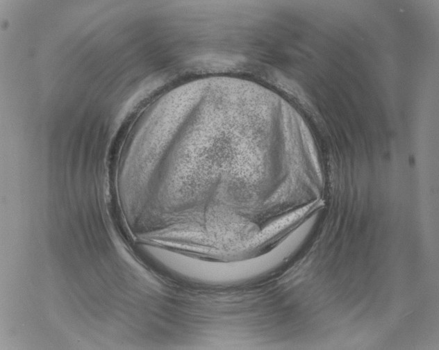 X0000068900582200605261913