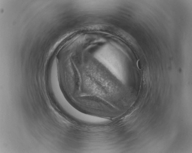 X0000068900722200605261910