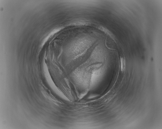 X0000068900723200605261910