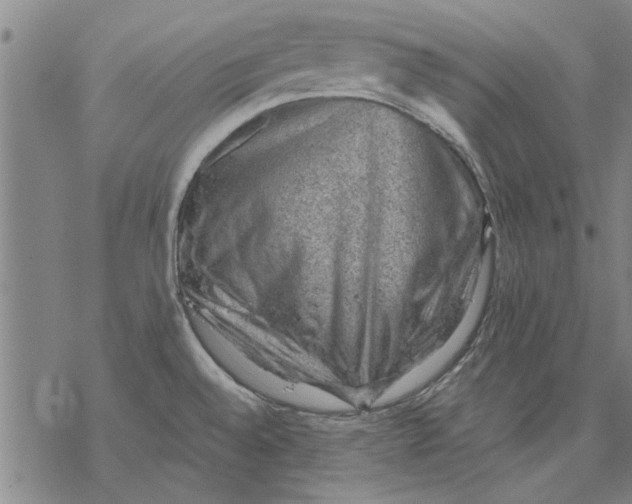 X0000068901528200605261858