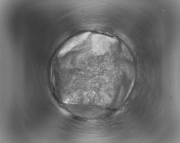 X0000068900105200606021955