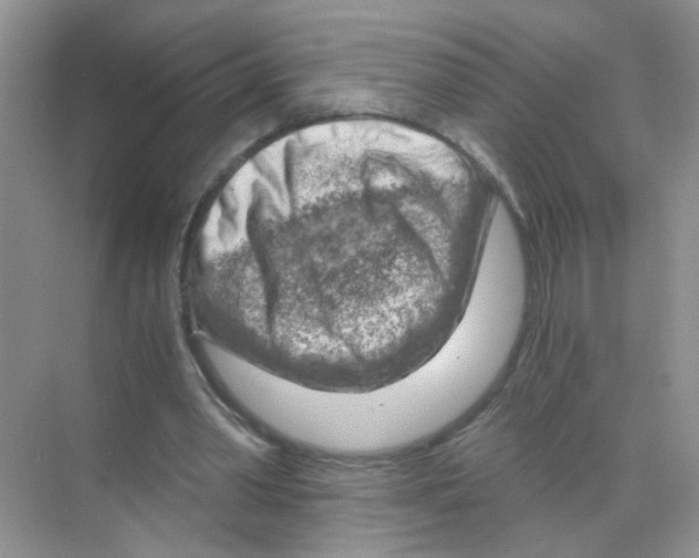 X0000068900390200606021951