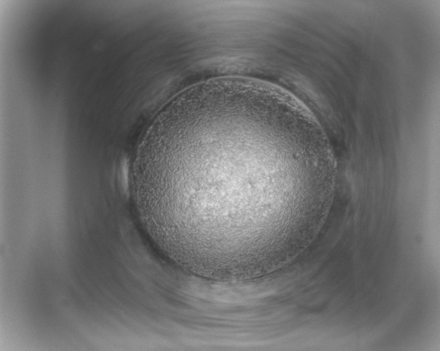 X0000069360022200605121128