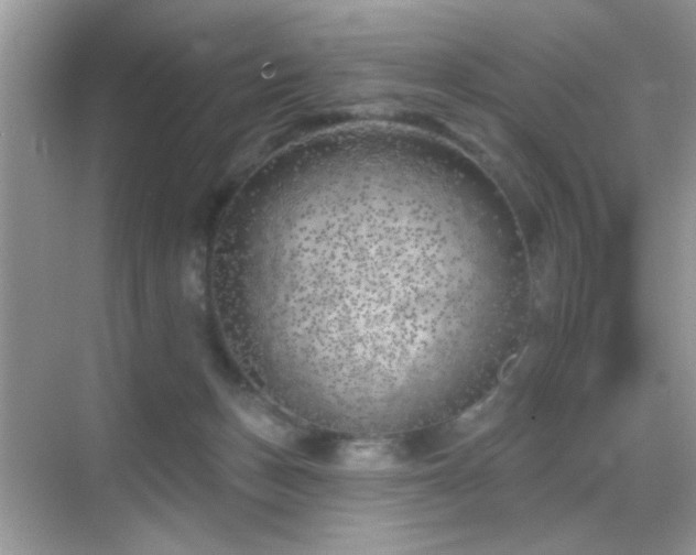 X0000069360175200605121126