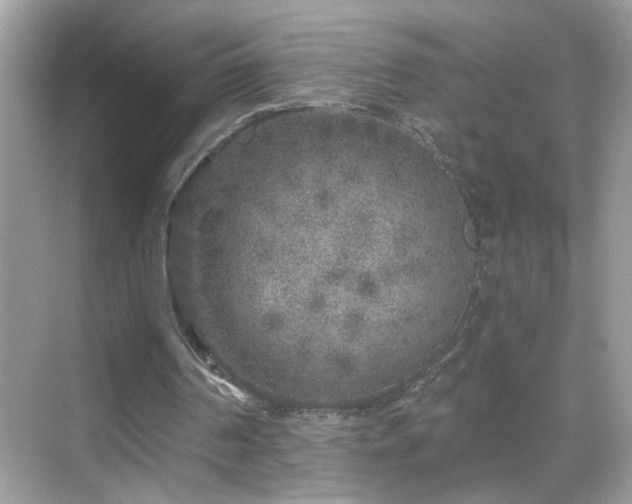 X0000069360194200605121125