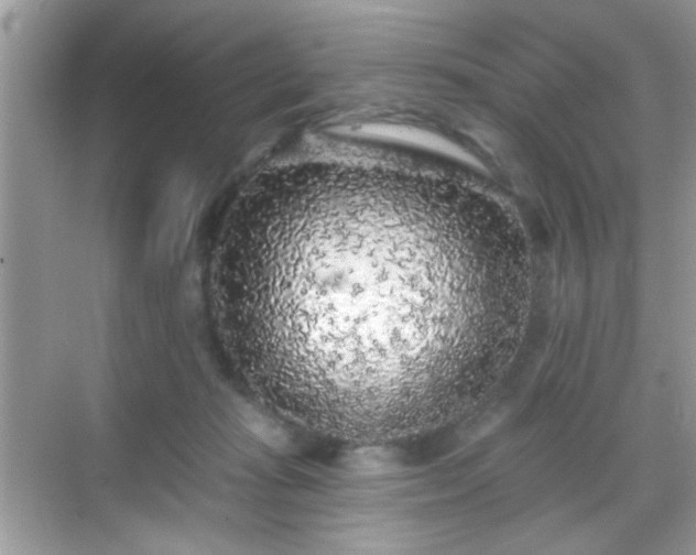 X0000069360269200605121124