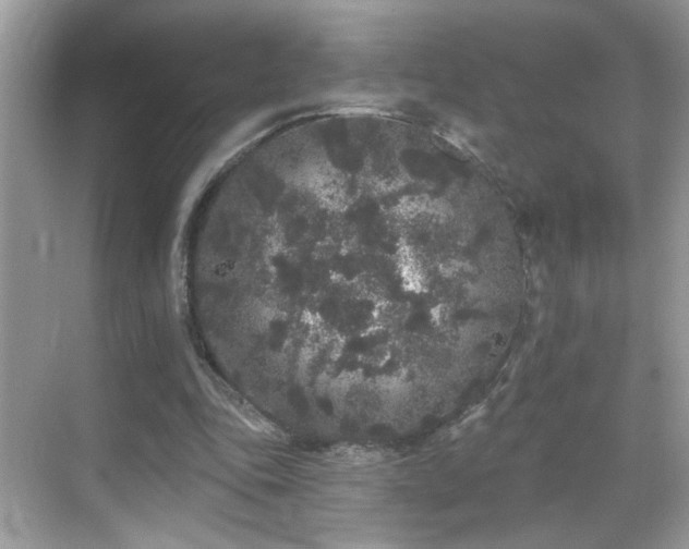 X0000069360343200605121122