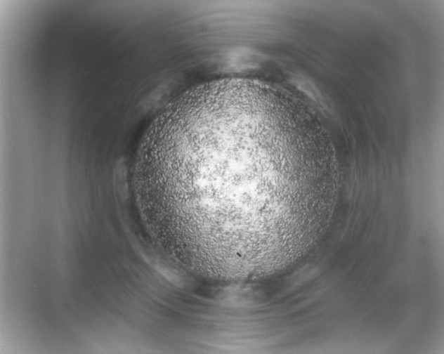 X0000069360366200605121123