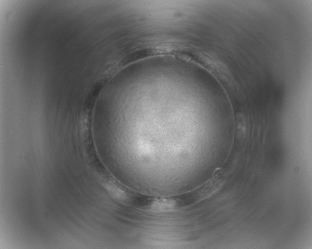 X0000069360369200605121123