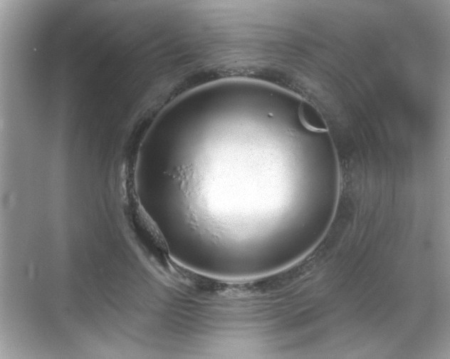 X0000069360742200605121116