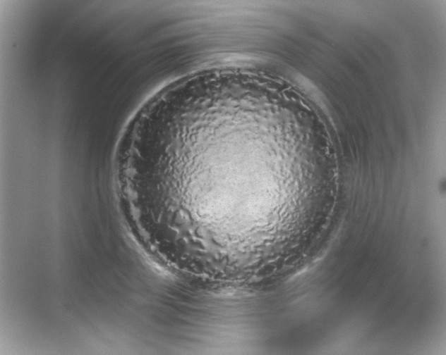 X0000069360835200605121114