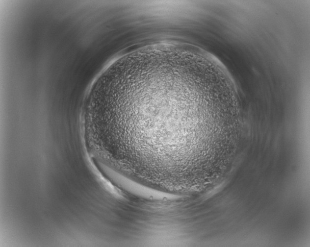 X0000069360859200605121115