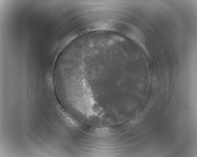 X0000069360882200605121114