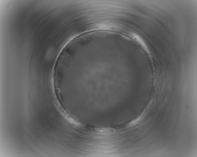 X0000069360899200605121113