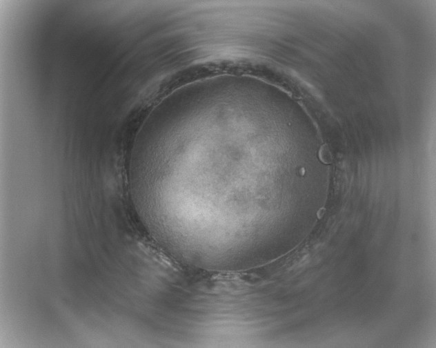 X0000069360918200605121112