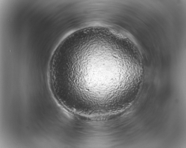 X0000069361048200605121111