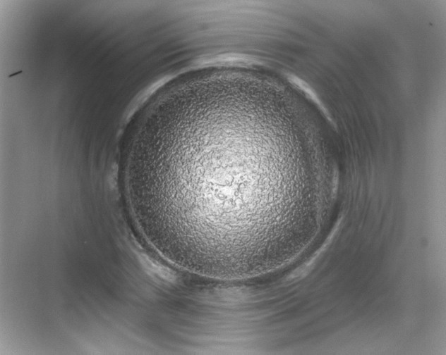 X0000069361066200605121111