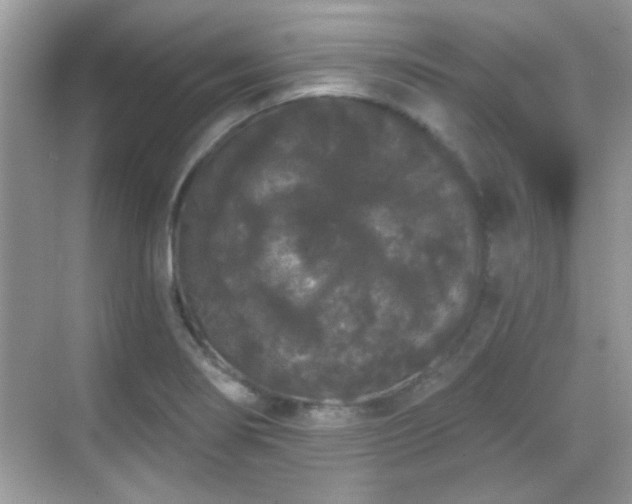 X0000069361274200605121107
