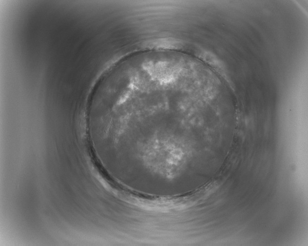 X0000069360012200605150928