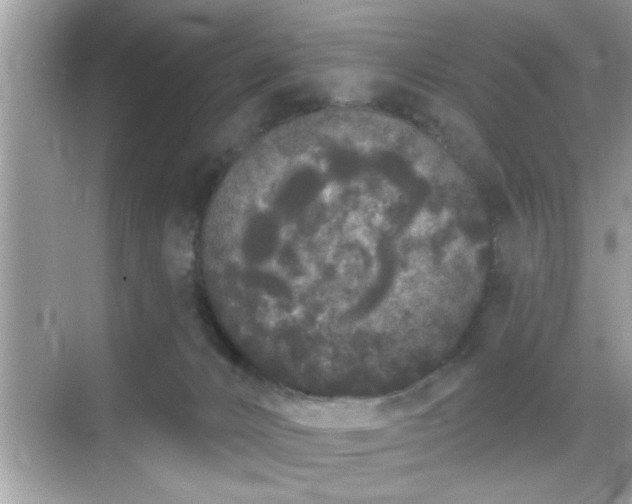 X0000069360032200605150928