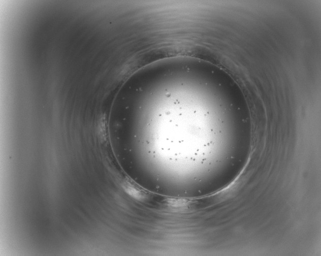 X0000069360144200605150926