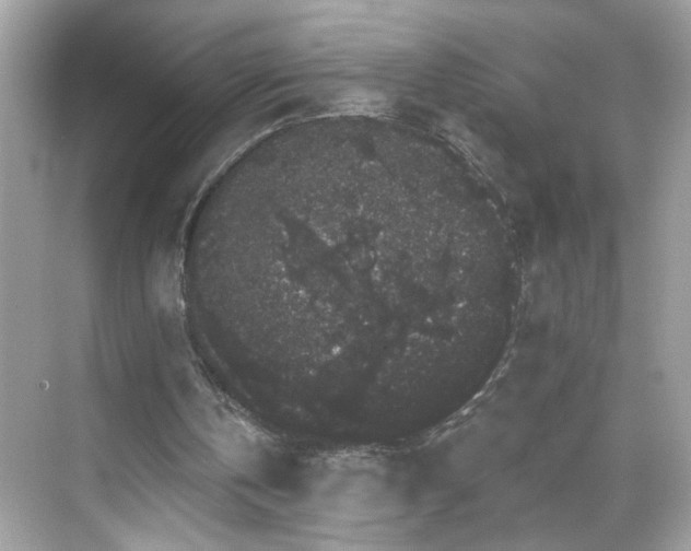 X0000069360146200605150925