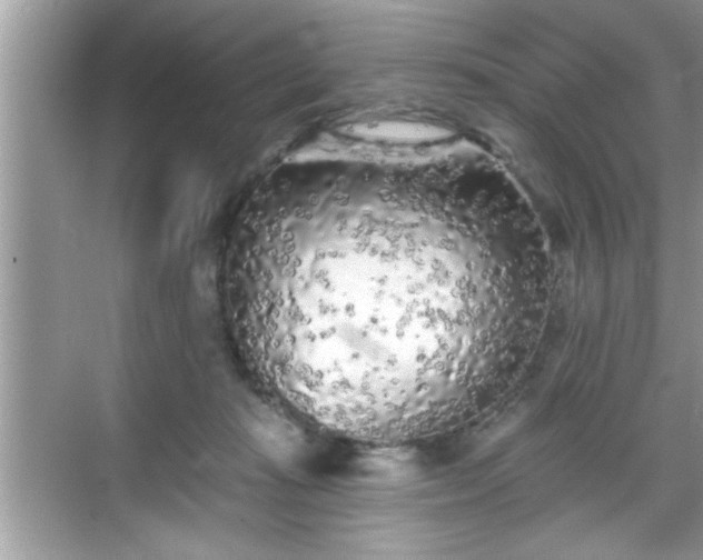 X0000069360269200605150924