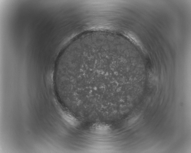 X0000069360491200605150920