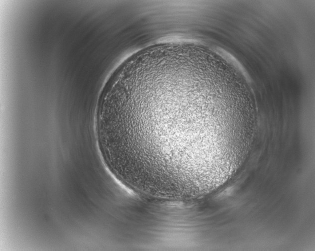 X0000069360855200605150914