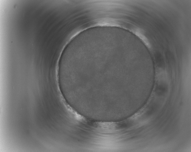 X0000069360856200605150914