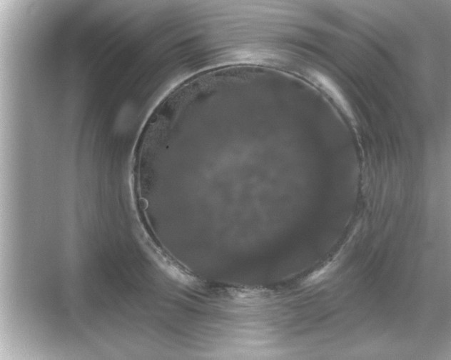 X0000069360899200605150913