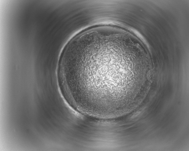 X0000069360951200605150913