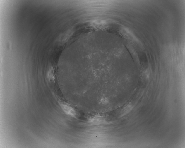 X0000069361010200605150911