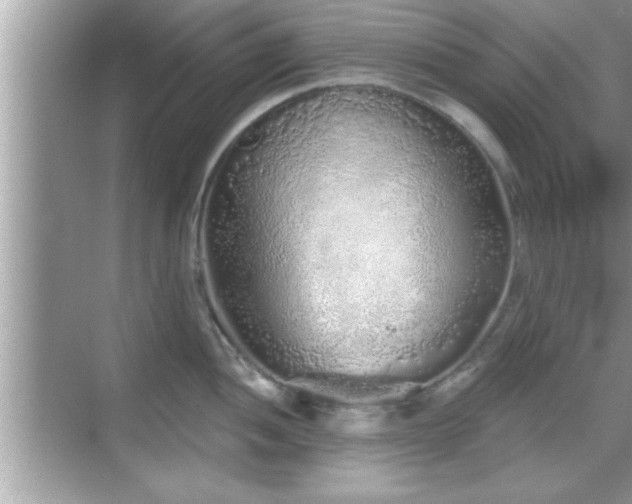 X0000069361052200605150911