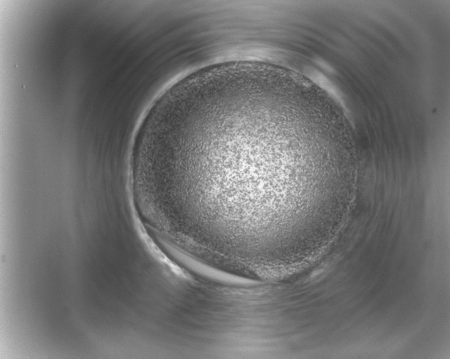 X0000069361088200605150910