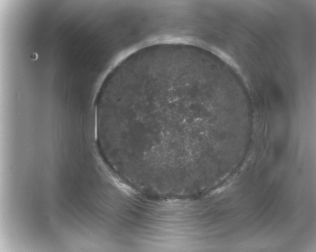 X0000069361223200605150908