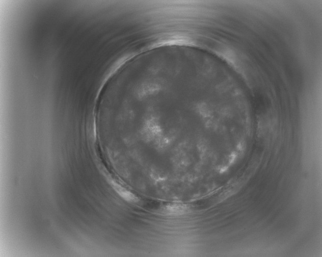 X0000069361274200605150907