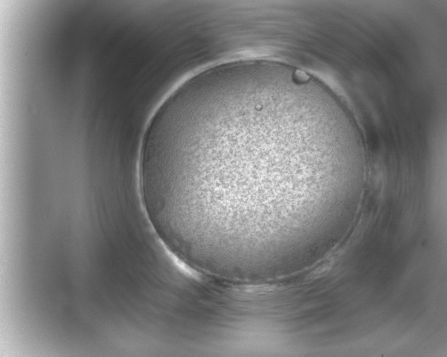 X0000069361294200605150907