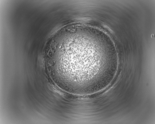 X0000069361354200605150906