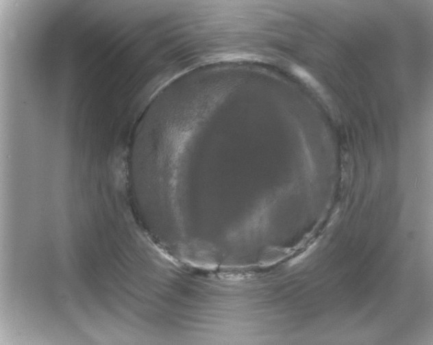 X0000069361361200605150905