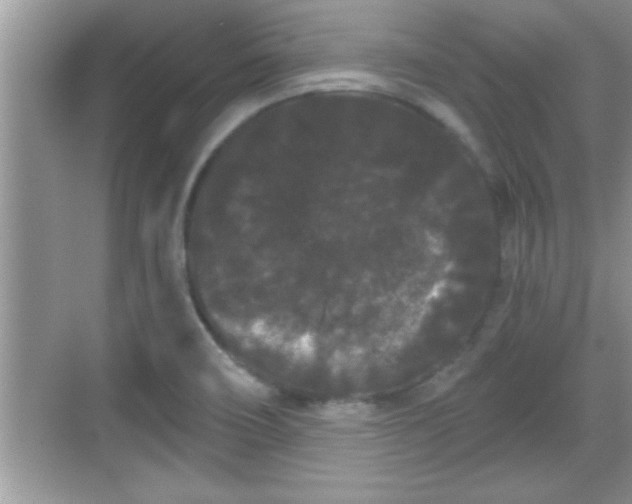 X0000069361466200605150904