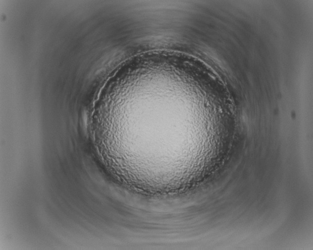 X0000069360022200605192109