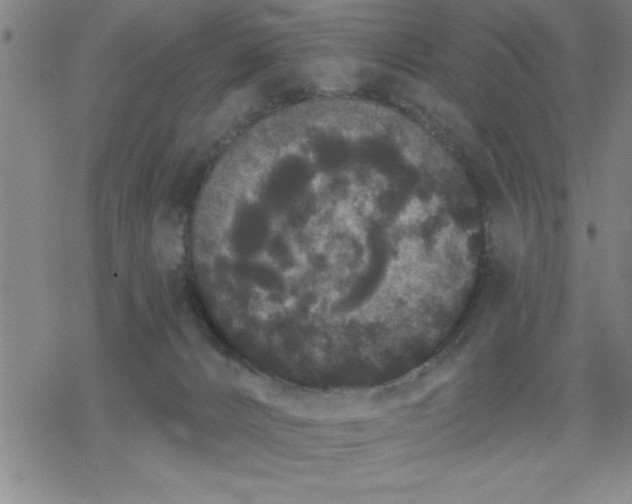 X0000069360032200605192109